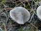 Fenyő-pereszke (Tricholoma terreum), Balaton-felvidék